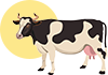 HOLSTEIN CATTLE